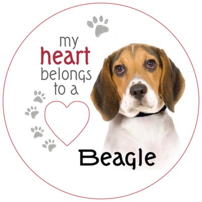 Beagle Piece of My Heart Magnet
