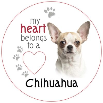 Chihuahua (Short Haired) Piece of My Heart Magnet