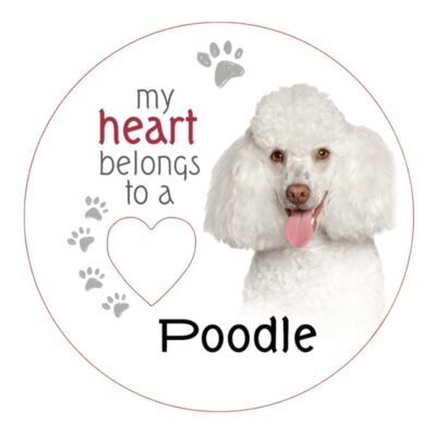 White Poodle Piece of My Heart Magnet